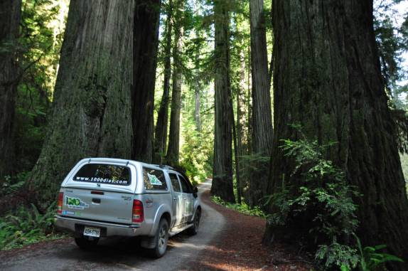 De volta ao Redwood National Park, no norte da Califórnia, nos Estados Unidos